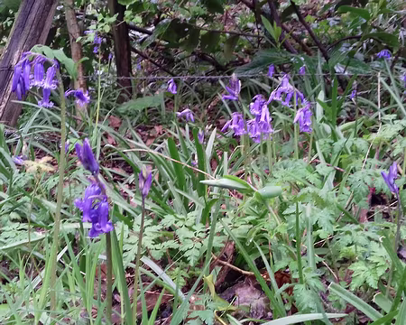 048 Jacinthes des bois sur le chemin du retour