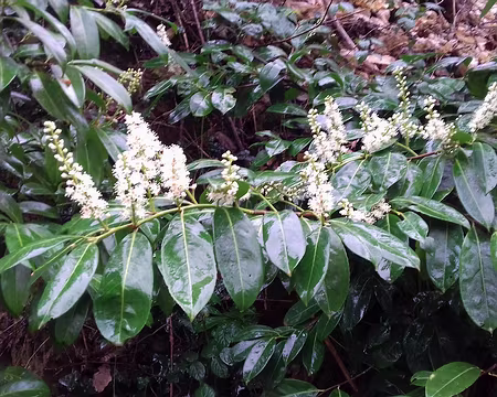 050 Laurier cerise. Merci Nicole et Bernard pour cette belle randonnée printanière entre Orge et Renarde