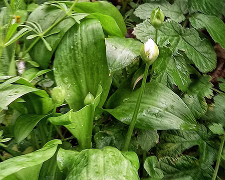 006ab Ail des Ours, le vrai.