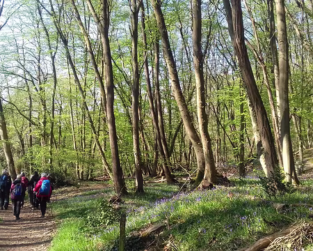 003 Ombre et lumière dans le bois de Panserot