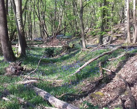 004 Tapis de jacinthes dans le sous-bois