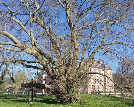 015 Un arbre remarquable : le platane d’Orient