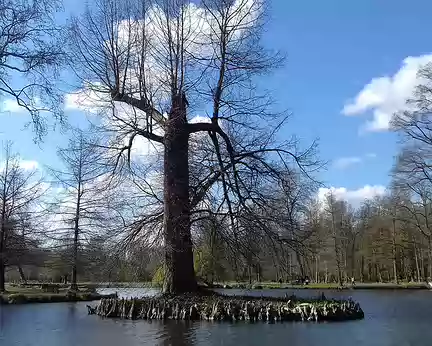 017 Autre arbre remarquable : un cyprès chauve de Louisiane, aux nombreux pneumatophores, planté sur une île créée au XVIIIème siècle au milieu de l’étang