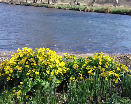 019 Renoncules des marais