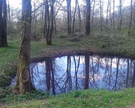 030 Une mare près de la route forestière du Bois l’Abbé