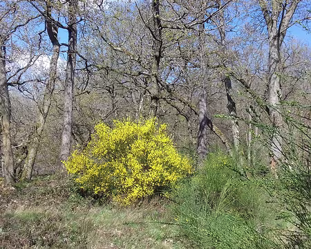 034 Les chênes et le genêt