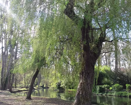 041 Les bords de la Juine à Janvry
