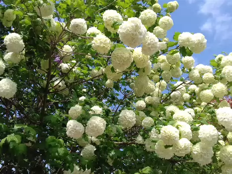 2022-04 Forêt de Coye