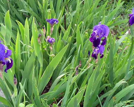 005 Luzarches, ville fleurie