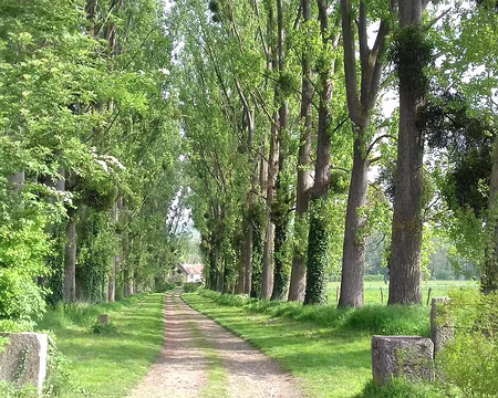 012 Belle allée bordée de peupliers