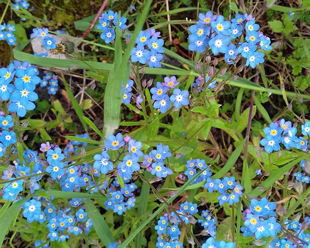 016 Myosotis dans le hameau de Thimécourt