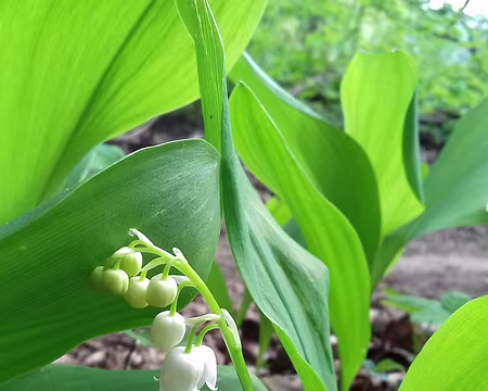 019 Premières clochettes