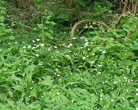 020 Ail des ours