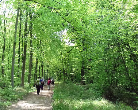 030 Ombre et lumière dans la forêt de Coye