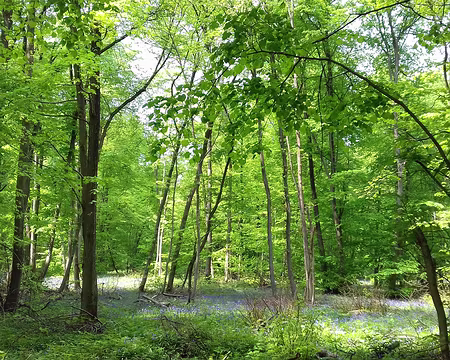 031 Jacinthes dans le sous-bois