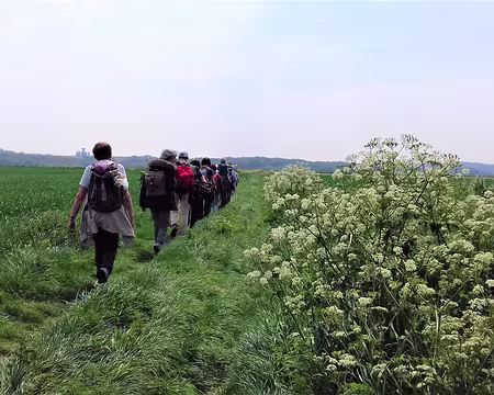 033 Cultures céréalières sur le plateau, et cerfeuil le long du chemin