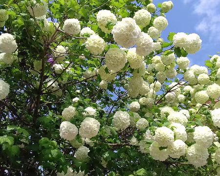 039 Les Boules de Neige sont un cultivar du Viorne obier
