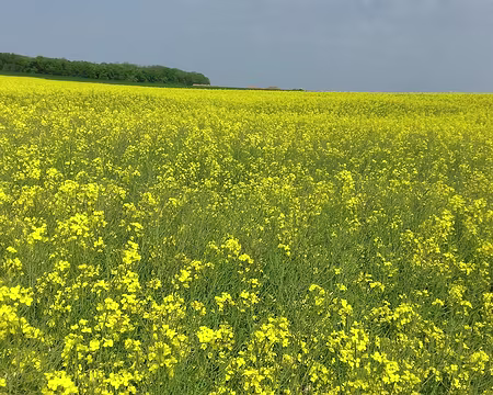 044 Colza sur le plateau