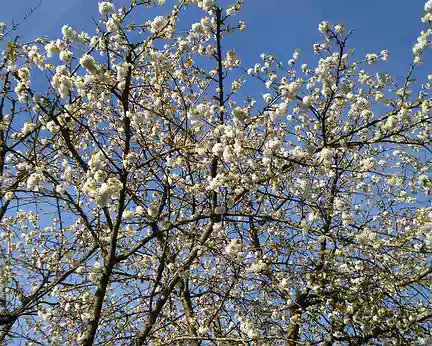 P1140992 Fleurs de cerisier