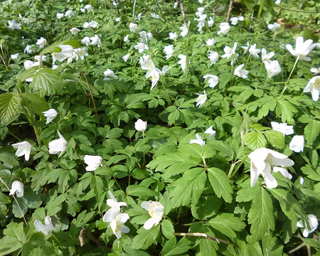 P1150007 Anémones des bois