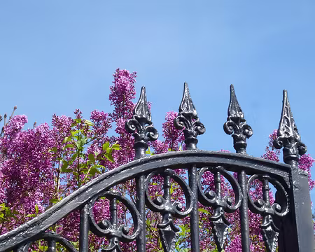 P1150015 Lilas. Merci à Michel.