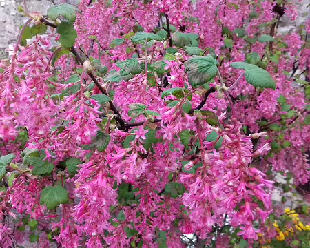 003 Groseiller à fleurs