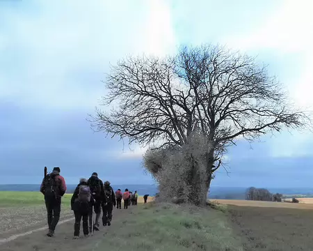 016 Chêne sur le plateau