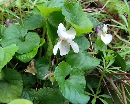 020 Rares violettes … blanches