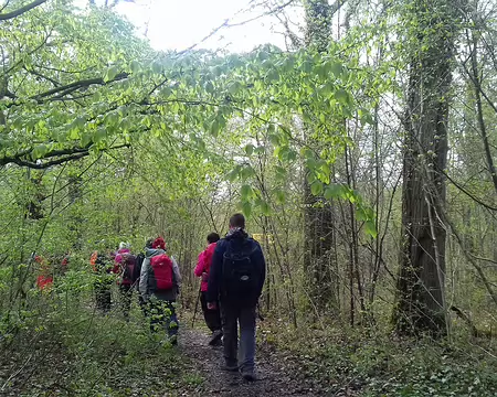 031 La forêt domaniale de Beynes