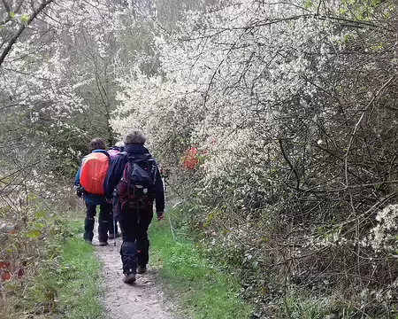 032 Fruitiers en fleurs