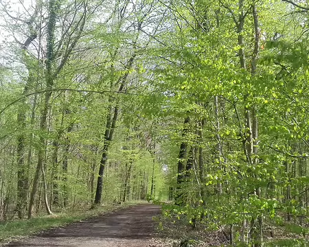 036 Cette forêt a été achetée par l’Etat à Mr David-Weil en 1943