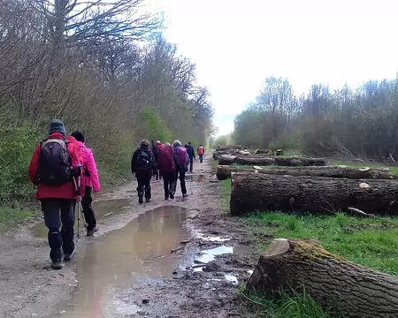 039 Grumes (chênes)