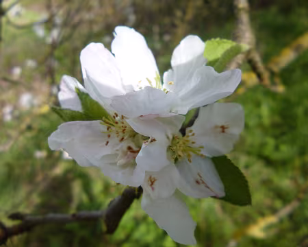 P1150079 Fleur de poirier