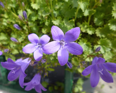P1150091 Campanules. Merci à Jean-Luc.