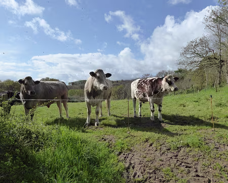 P1020535 vachement curieuses