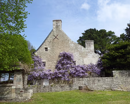P1020595 glicyne en fleurs