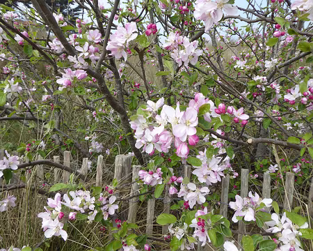 P1020780 pommier en fleurs
