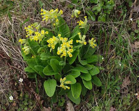 015_DSCF7836 Coucou (Primula veris L., 1753 = Primula officinalis Hill, 1765)