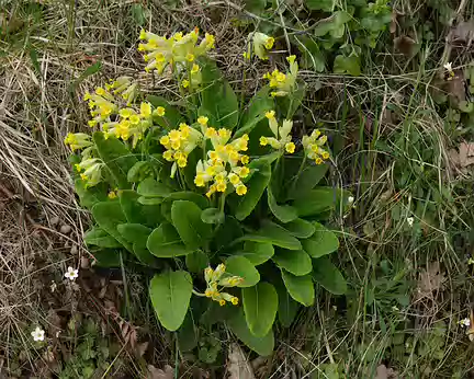 015_DSCF7836 Coucou (Primula veris L., 1753 = Primula officinalis Hill, 1765)