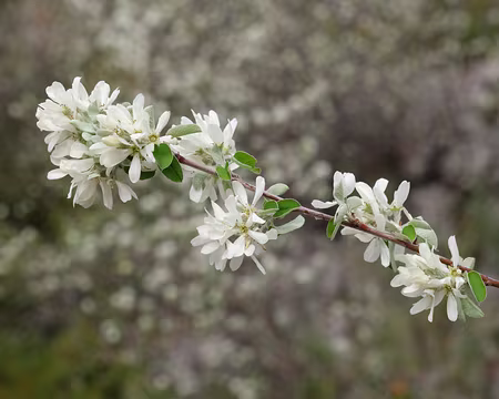 017_DSCF7847 Amélanchier (Amelanchier ovalis subsp. ovalis Medik., 1793)