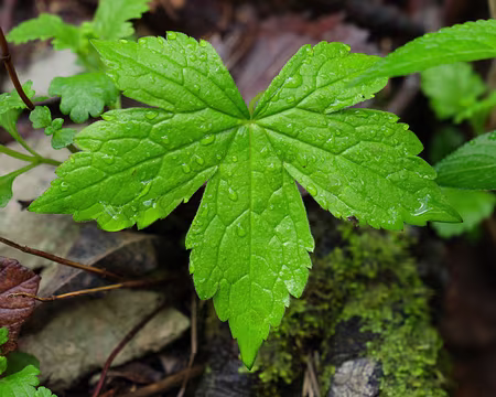 059_DSCF8230 Géranium noueux (Geranium nodosum L., 1753)
