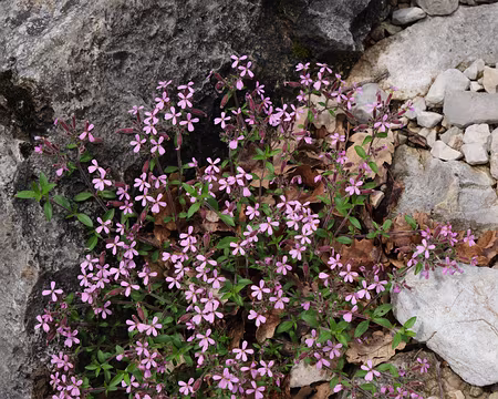085_DSCF8393 Saponaire de Montpellier (Saponaria ocymoides L., 1753)