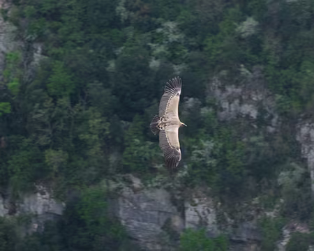 140_DSCF8880 Vautour fauve