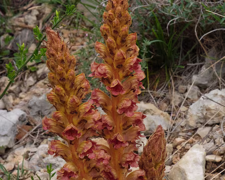 160_DSCF9042 Orobanche grêle (Orobanche gracilis Sm., 1798)