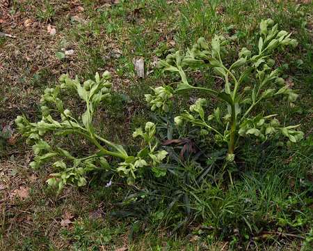 170_DSCF9113 Hellébore fétide (Helleborus foetidus L., 1753)