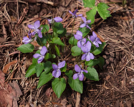 171_DSCF9125 Violette des bois (Viola reichenbachiana Jord. ex Boreau, 1857)