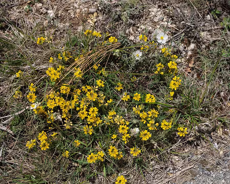 211_DSCF9413 Hippocrépide en toupets (Hippocrepis comosa L., 1753)