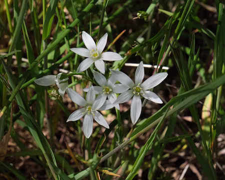 213_DSCF9433 Ornithogale de Koch, ou Ornithogale à feuilles étroites, Ornothogale de Gussone (Ornithogalum kochii Parl., 1857)