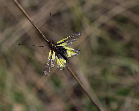 218_DSCF9472 Ascalaphe soufré (Libelloides coccajus, Denis et Schiffermüller, 1775)