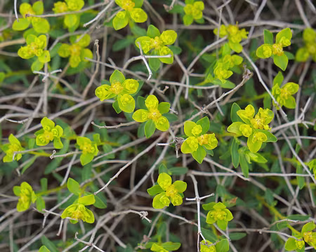 222_DSCF9492 Euphorbe épineuse (Euphorbia spinosa L., 1753)